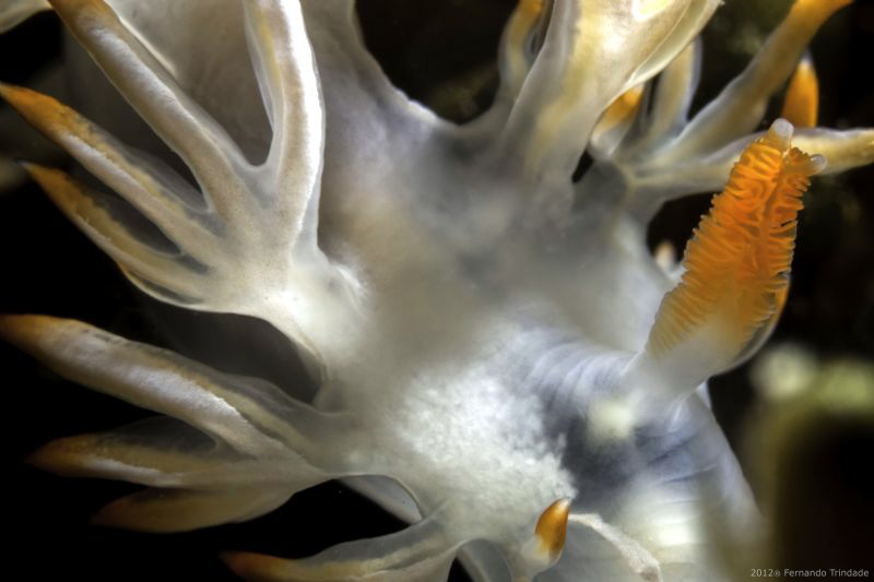 Flabellina babai with rinophore's syndactyly
Detail, no ... by Fernando Trindade 