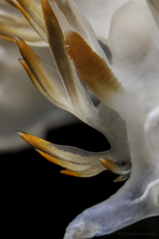 Flabellina babai with rinophore's syndactyly
Detail, no ... by Fernando Trindade 