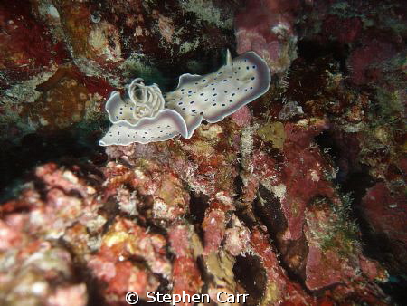 took this photo while diving on the house reef at Angaga ... by Stephen Carr 