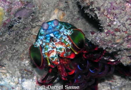 Mantis Shrimp Shot at the Phi Phi Islands Camera Model Se... by Daniel Sasse 