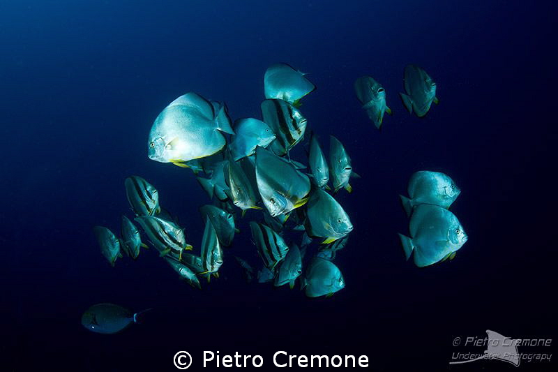 Platax school by Pietro Cremone 
