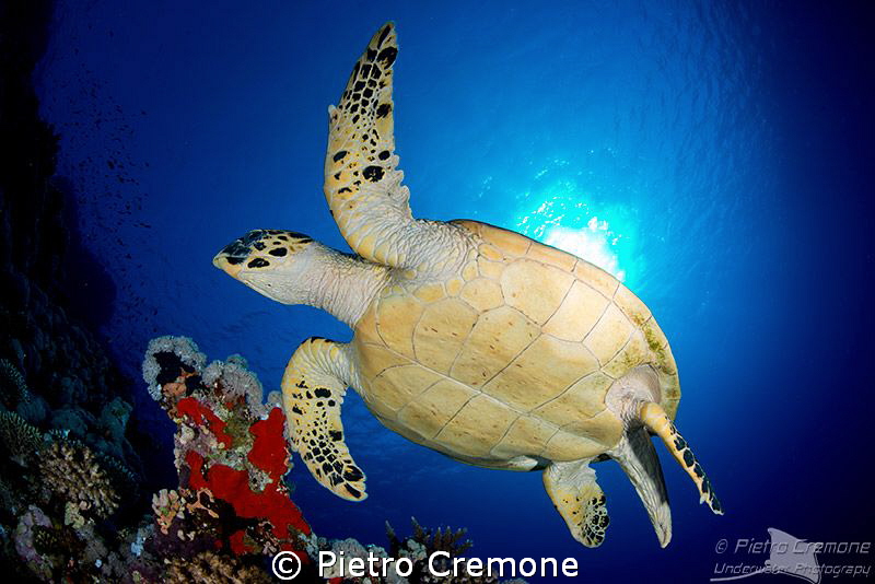Turtle by Pietro Cremone 