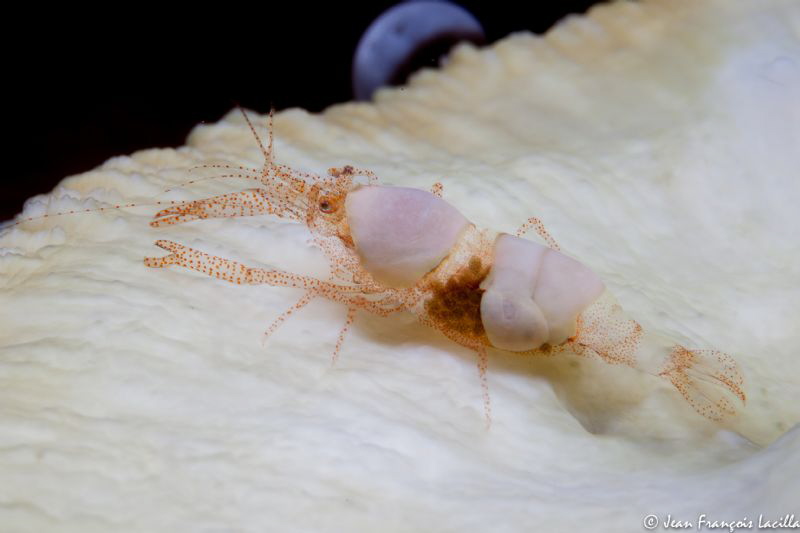 Small Shrimp with Canon EOS 5 mark 2 100mm Macro and Ikel... by Jean François Lacilla 