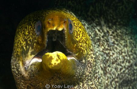 Murray eel by Yoav Lavi 
