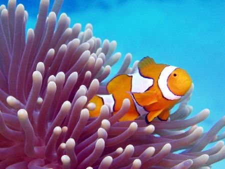 False nemo, Great Barrier Reef. c 5060 Tetra Housing by Joshua Miles 
