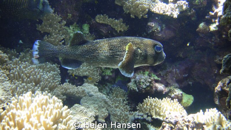 puffer by Helen Hansen 