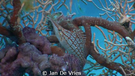 longnose hawkfish foto made with jvc camcorder by Jan De Vries 