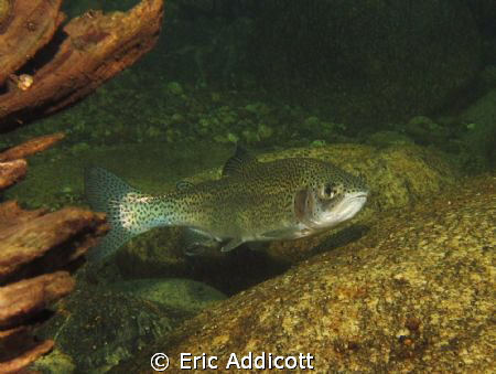 Big rainbow trout in a California river, North Fork Stani... by Eric Addicott 