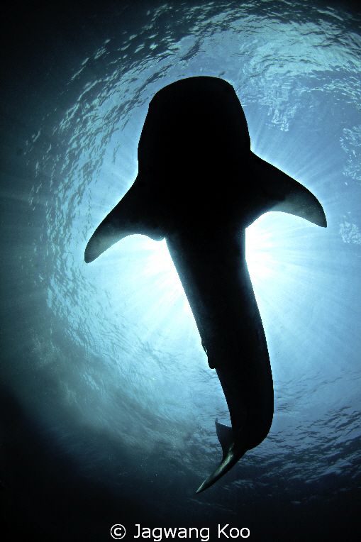 whale shark by Jagwang Koo 