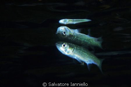 riflesso by Salvatore Ianniello 