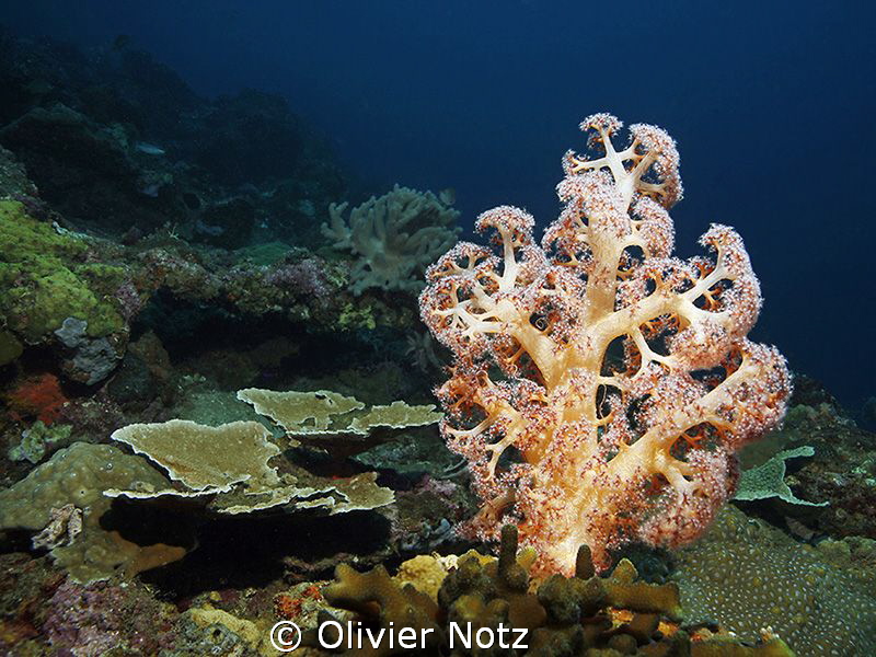 Cauliflow soft coral, Gorgonia garden, Pemuteran by Olivier Notz 