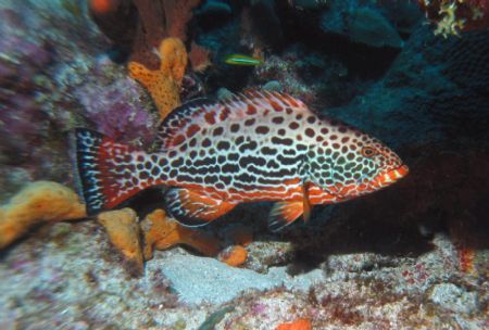 Yellowfin Grouper at Desecheo Island, PR. by John Thompson 