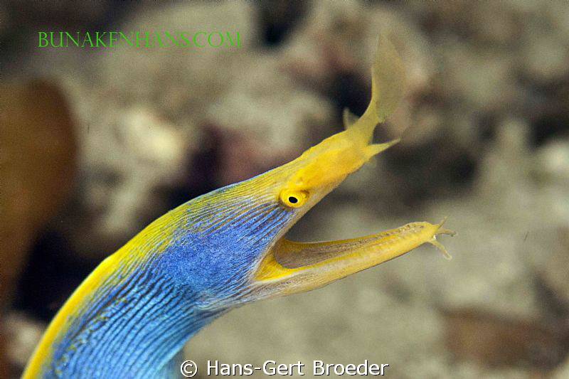 Ribbon Eel
Bunaken Islands Sulawesi, Indonesia 
Nikon D... by Hans-Gert Broeder 