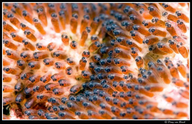Eggs of anemonefish. 105mm +10 diopter. by Dray Van Beeck 
