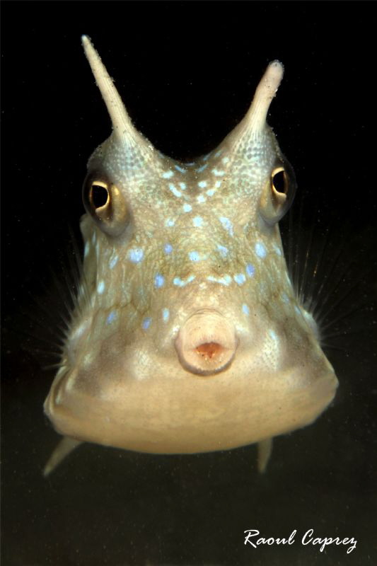 Just a kiss ! by Raoul Caprez 