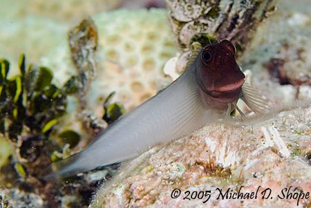 This little guy posed for me for several easy macro shots... by Michael Shope 