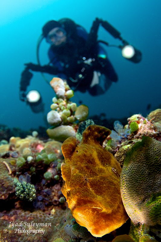Frogfish & diver
CFWA shot by Iyad Suleyman 