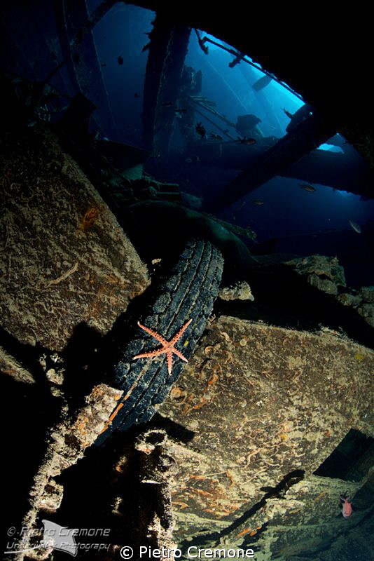 Seastar in Thistlegorm by Pietro Cremone 