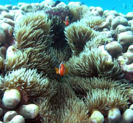 Anenome fish in Magnificent Anenome at The Eel Garden, Pi... by Jan Messersmith 