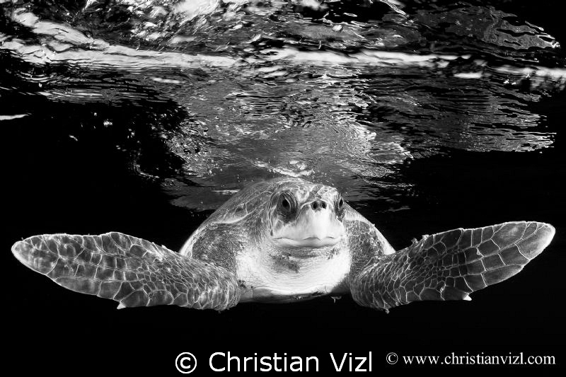 "Face to Face II" by Christian Vizl 