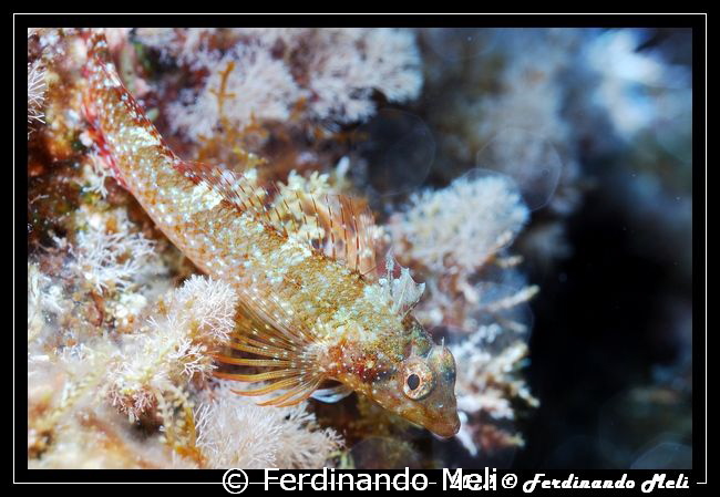 Blenny by Ferdinando Meli 