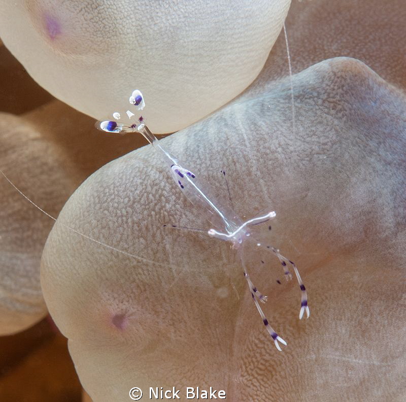Anemone shrimp, Red Sea. by Nick Blake 