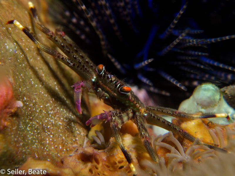 what a crab ! by Beate Seiler 