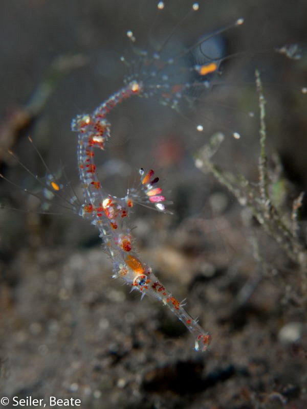 Juvenile Ornate Ghost Pipefish , look at my toenails ! by Beate Seiler 
