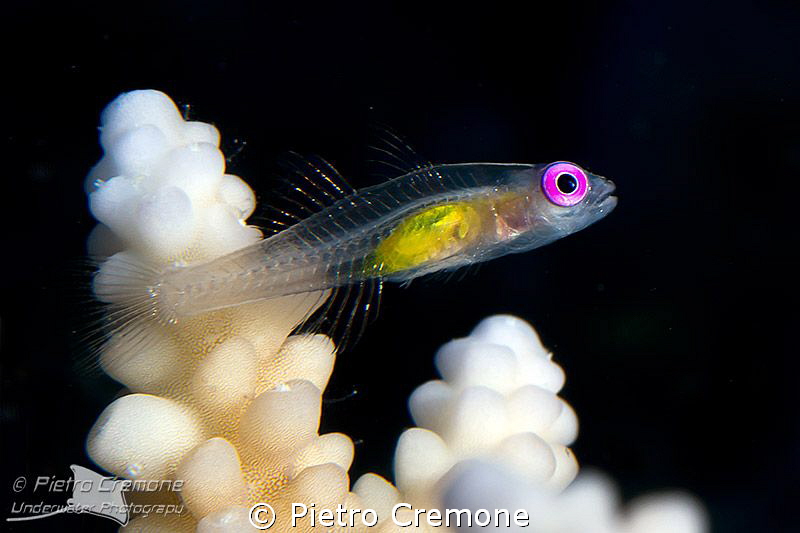 Coral goby by Pietro Cremone 