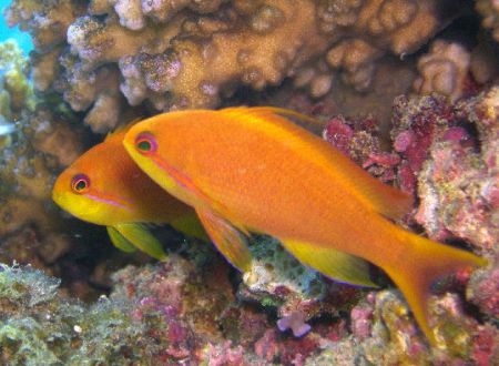 Anthias- Barrier Reef by Joshua Miles 