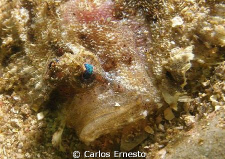 flat fish face by Carlos Ernesto 