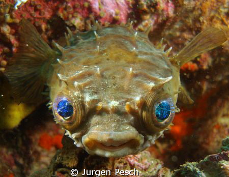 Puffer fish by Jurgen Pesch 