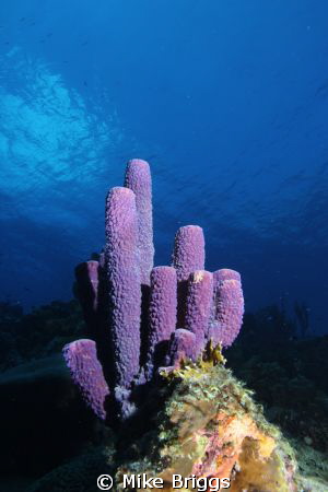 This was taken on the North Side of Bonaire but since Bon... by Mike Briggs 