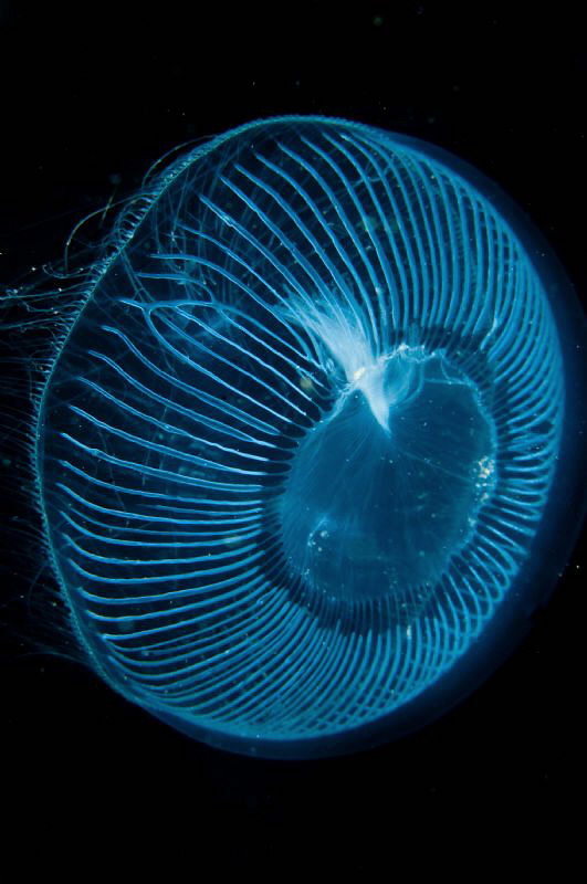 Unknown Jelly cruising past during a decompression stop. by Paul Colley 