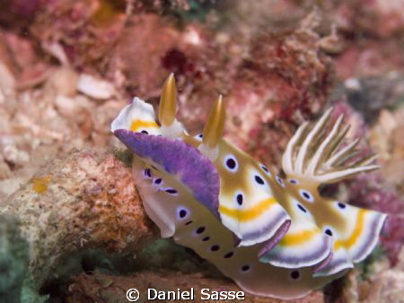 Chromodoris Geminus. A Magnificent Nudi Branch. by Daniel Sasse 