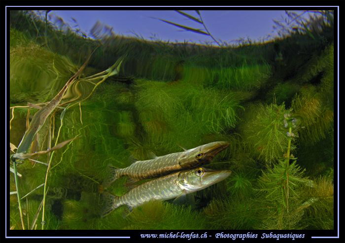 Young Pike Fish Reflection II.... by Michel Lonfat 
