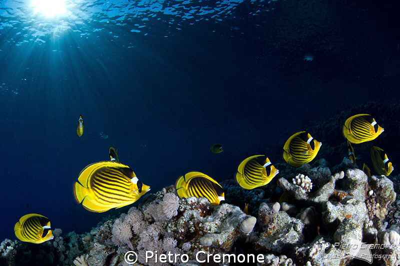 Butterflies school by Pietro Cremone 