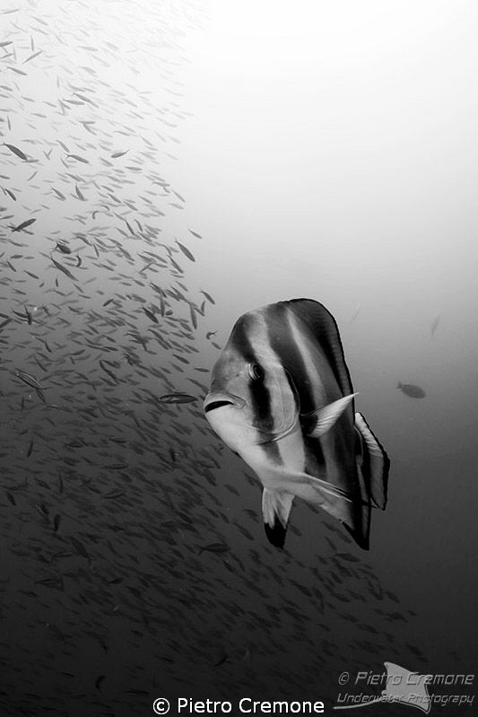 Batfish by Pietro Cremone 