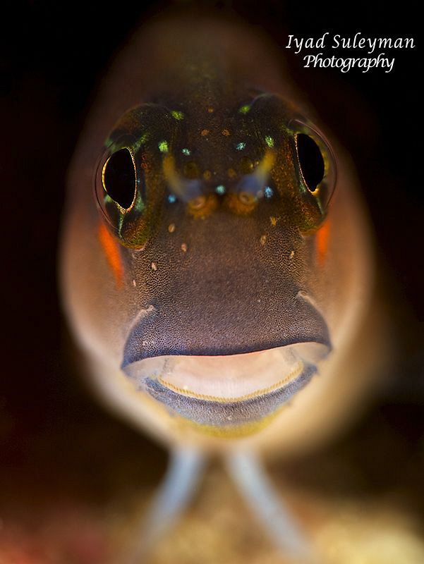 Blenny Poertrait by Iyad Suleyman 