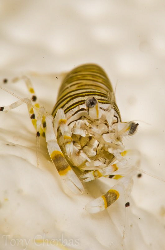 Bumble Bee Pillow: Bumble Bee Shrimp on its host Sea Cucu... by Tony Cherbas 