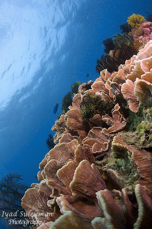 Marine Life by Iyad Suleyman 