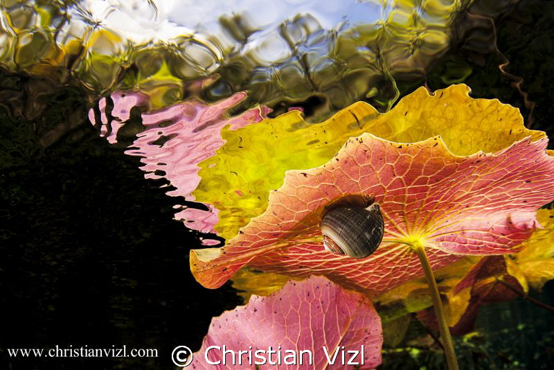 "Hiding in Beauty" by Christian Vizl 