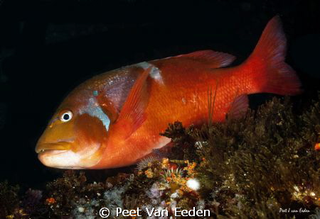 Roman at Atlantis reef by Peet Van Eeden 