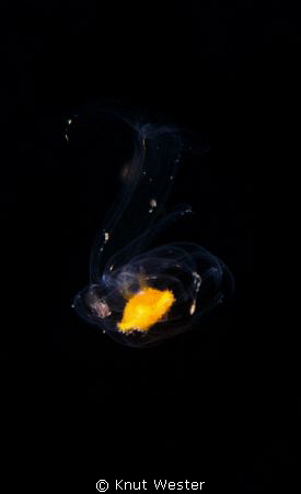 is this an alien? by Knut Wester 