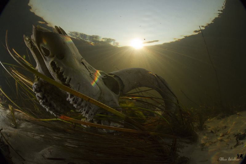 The Okavango Delta, an enigmatic piece of earth with the ... by Allen Walker 