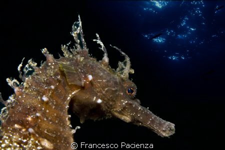 Under surface by Francesco Pacienza 