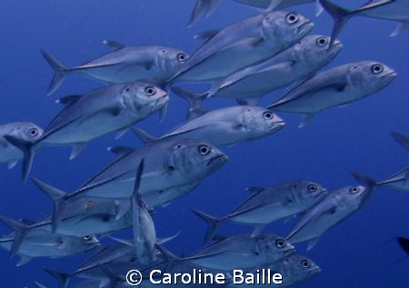 school of fish by Caroline Baille 