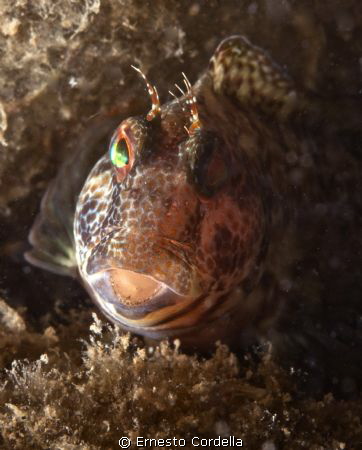 fish by Ernesto Cordella 