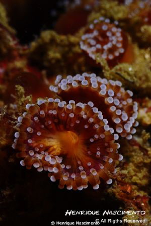 Corynactis viridis by Henrique Nascimento 