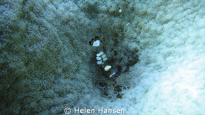 amazing dive by Helen Hansen 